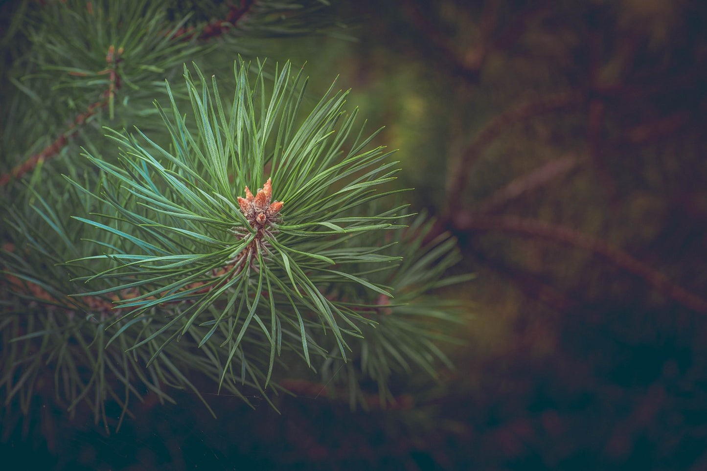 Kiefer Ast mit Nadeln (Pinus Sylvestris)