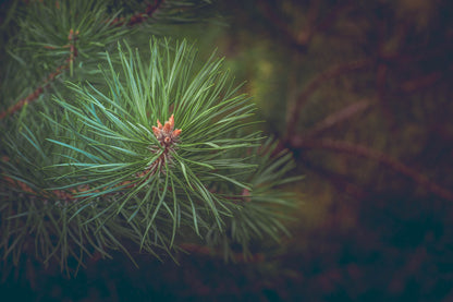 Kiefer Ast mit Nadeln (Pinus Sylvestris)