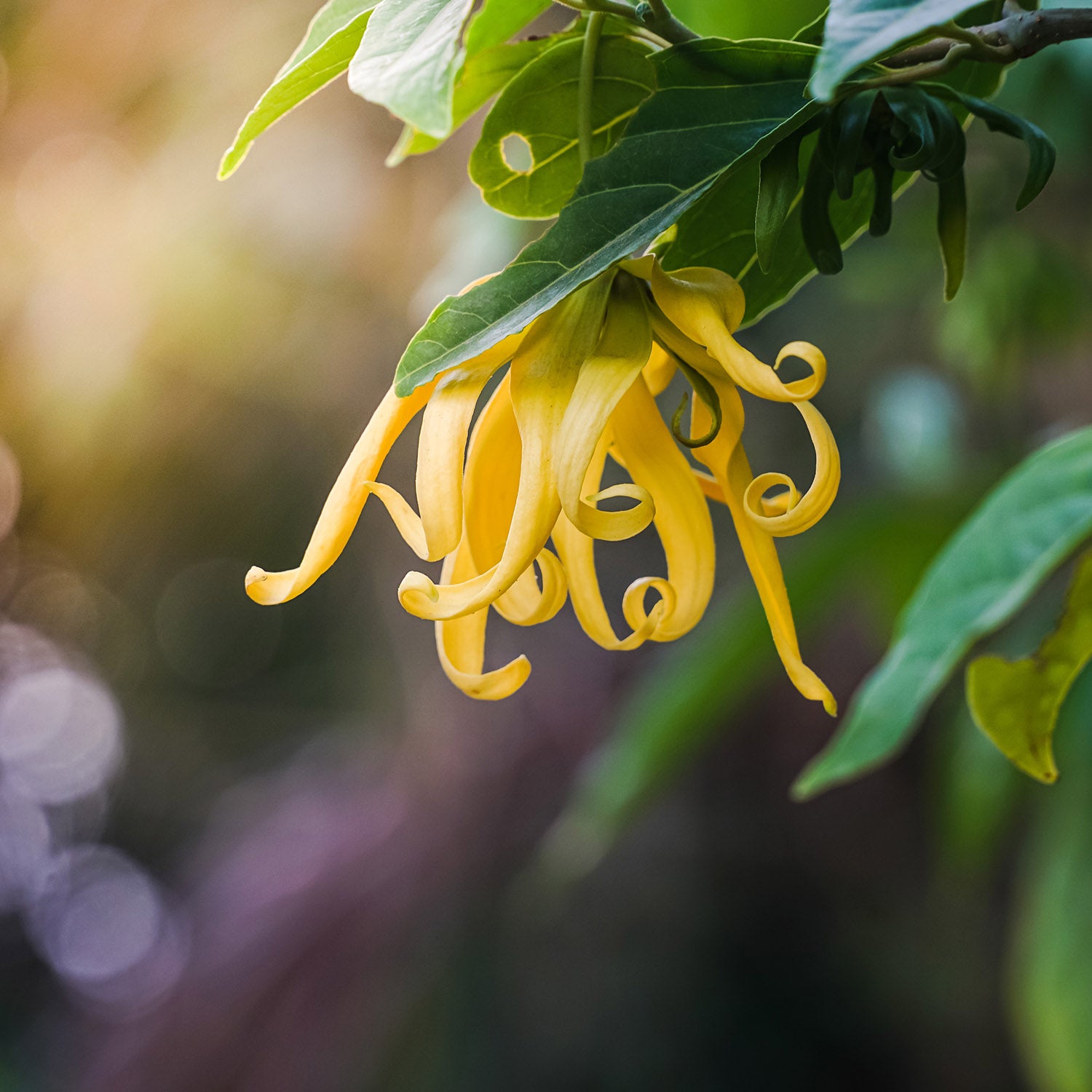 Ylang Ylang Blüte für naturreines ätherisches Öl