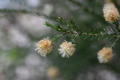 Bio Cajeput, Vietnam (Melaleuca Cajuputi)