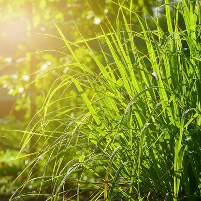 Citronella Pflanze - für ätherisches Citronellöl