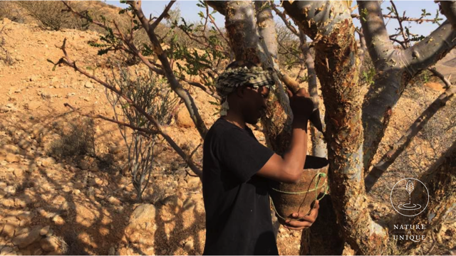 Bio Weihrauchöl (Boswellia carterii) aus Somalia, Beeyo-Weihrauchöl