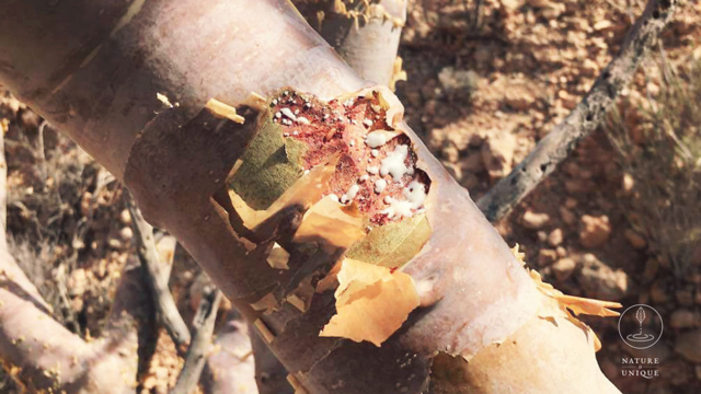 Bio Weihrauchöl (Boswellia carterii) aus Somalia, Beeyo-Weihrauchöl