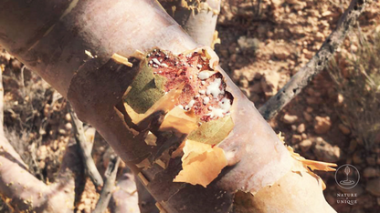 Bio Weihrauchöl (Boswellia carterii) aus Somalia, Beeyo-Weihrauchöl