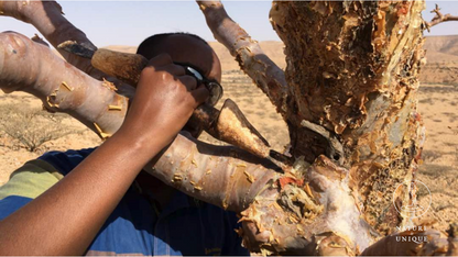Bio Weihrauchöl (Boswellia carterii) aus Somalia, Beeyo-Weihrauchöl