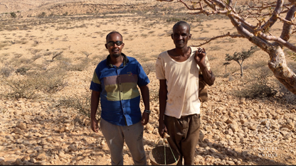 Bio Weihrauchöl (Boswellia carterii) aus Somalia, Beeyo-Weihrauchöl