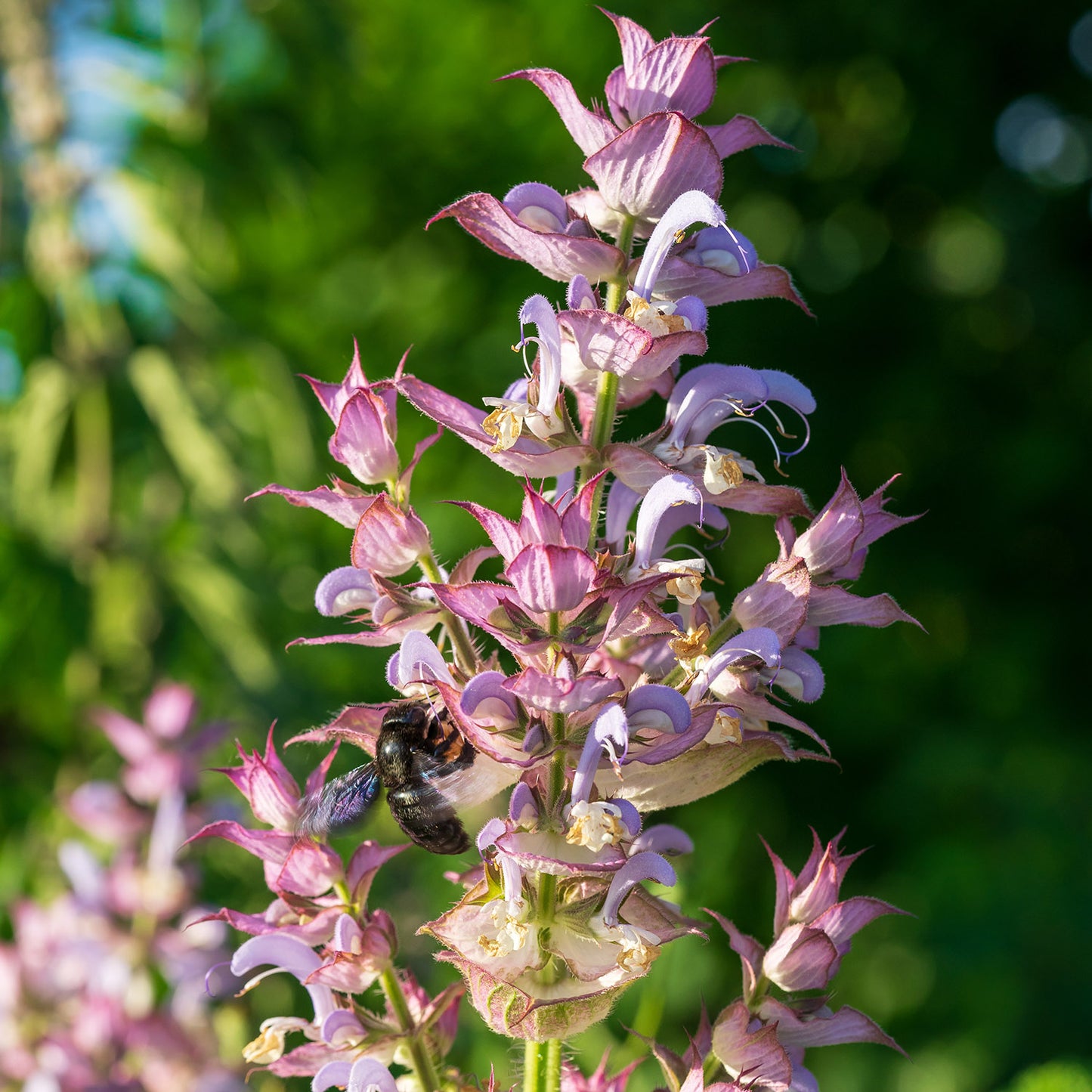 Bio Muskatellersalbeiöl (Salvia Sclarea)