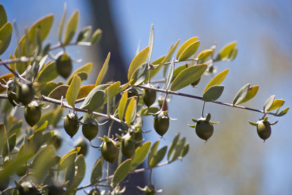 Bio Jojobaöl (Simmondsia Chinensis)