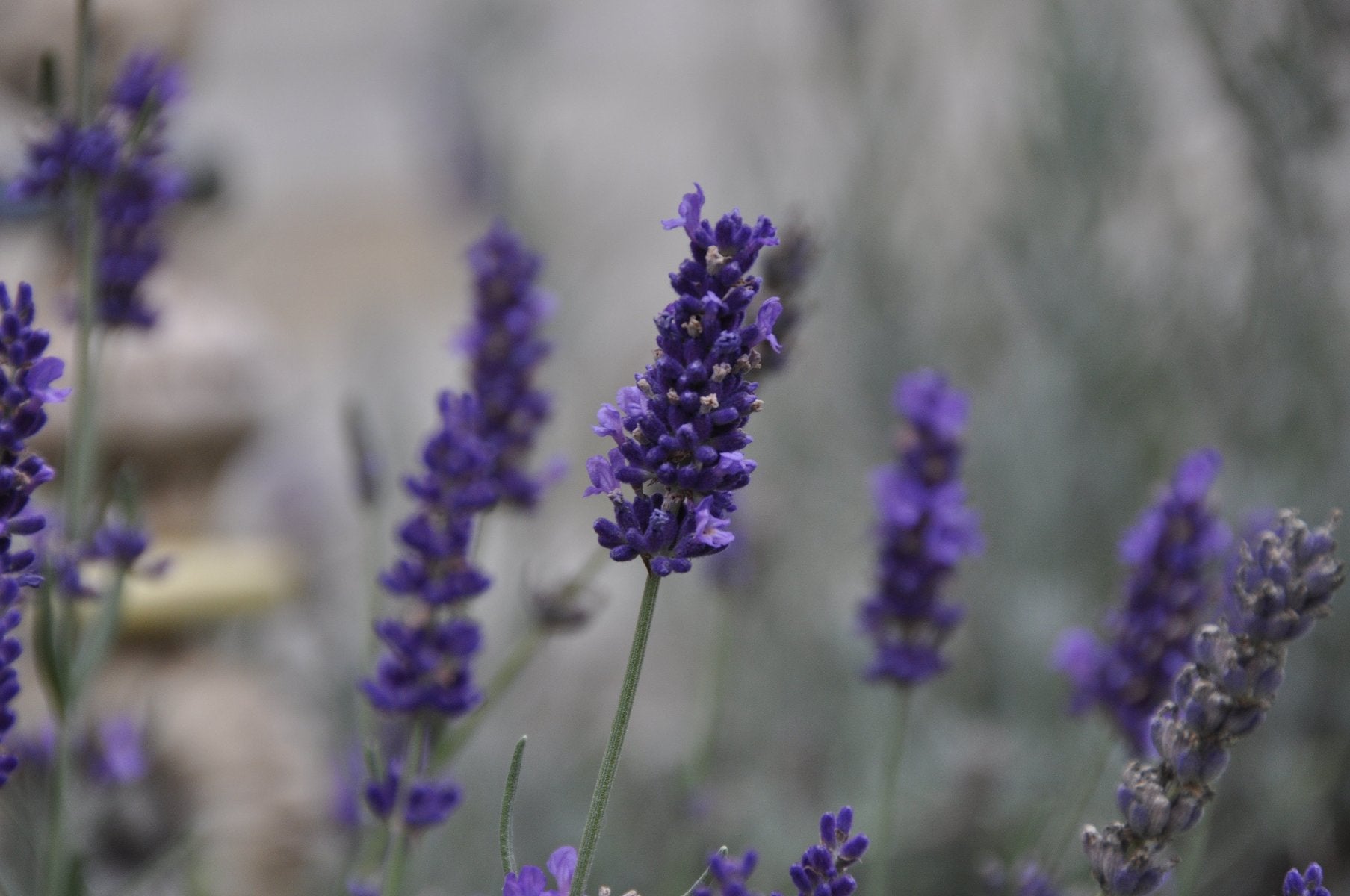 lavendel (lavandula angustifolia) close up - 100% naturreines ätherisches öl