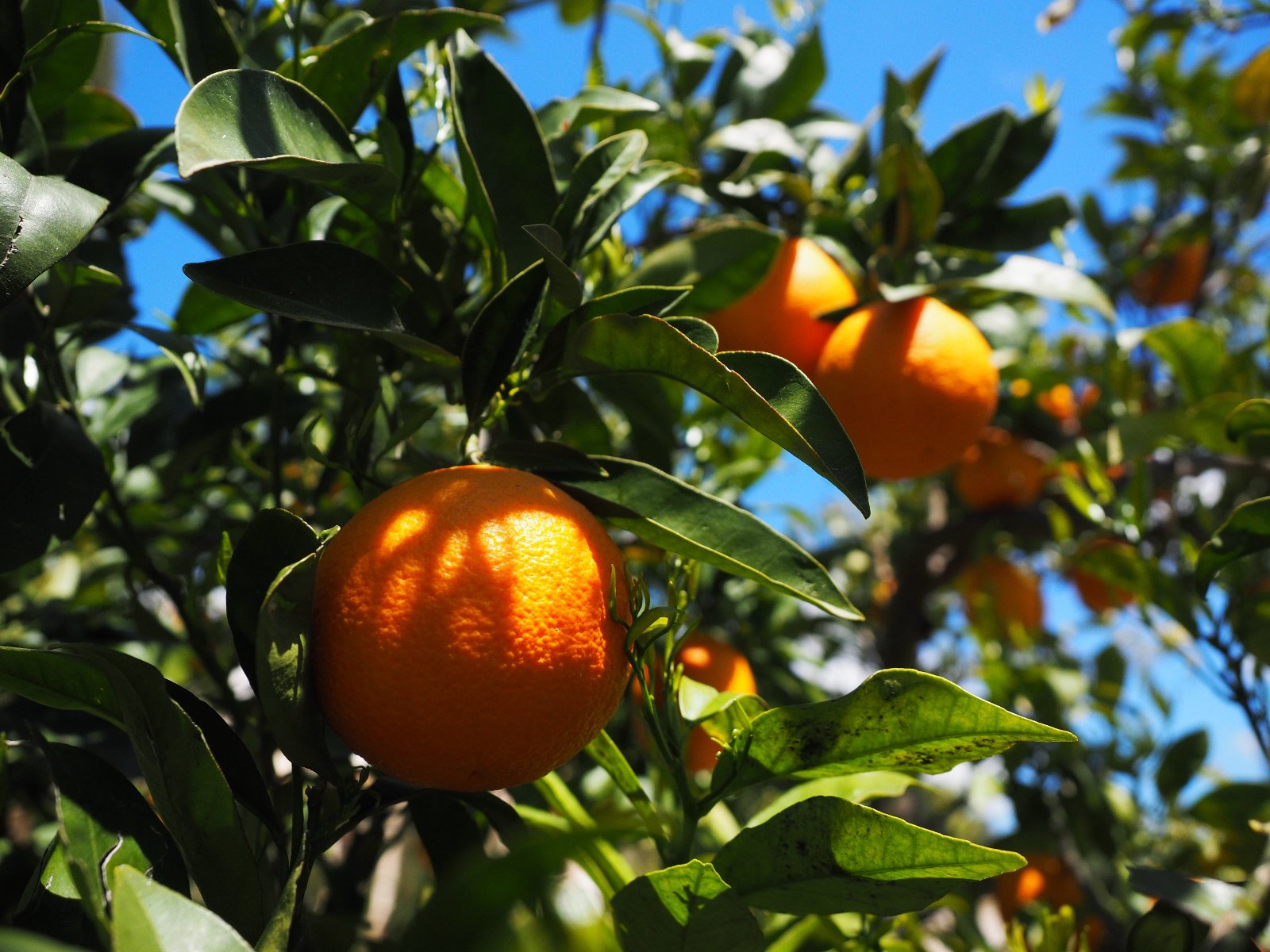 Nahaufnahme Orange für ätherisches Orangenöl