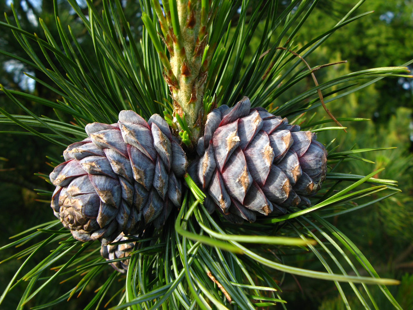 Bio Zirbenöl (Pinus Cembra Alpes), Zirbelöl