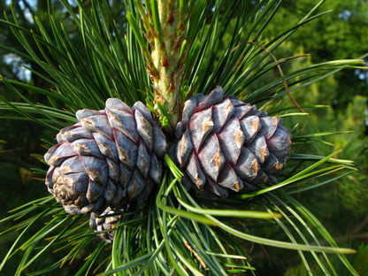 Bio Zirbenöl (Pinus Cembra Alpes), Zirbelöl