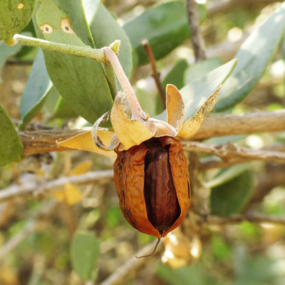Bio Jojobaöl (Simmondsia Chinensis)