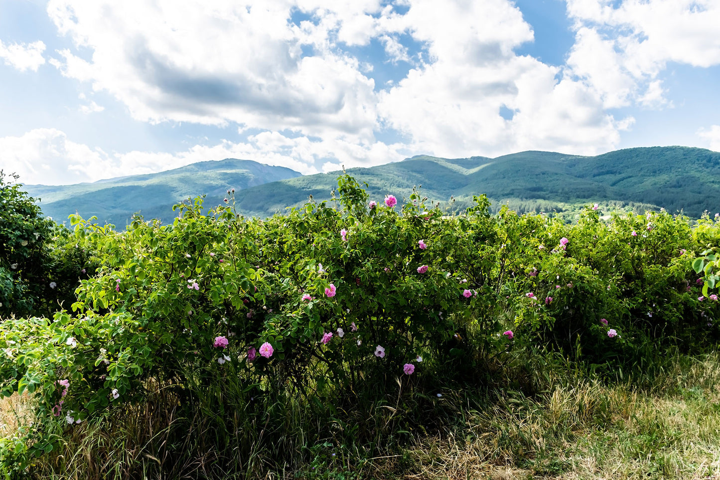 Bio Rosenwasser aus der Bulgarischen ölgebenden Rosa Damascena