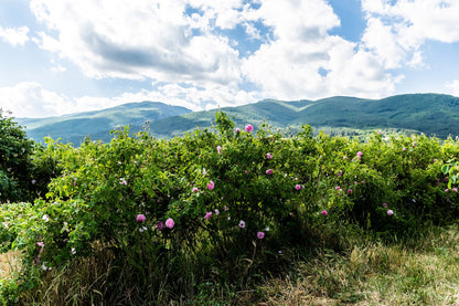 Bio Rosenwasser aus der Bulgarischen ölgebenden Rosa Damascena