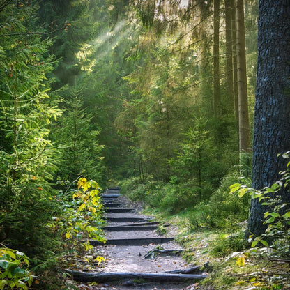 Bio Roll-On "Wald Luft"