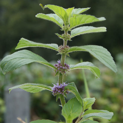 Bio Minzöl (Mentha Arvensis), Japanisches Minzöl, Ackerminze