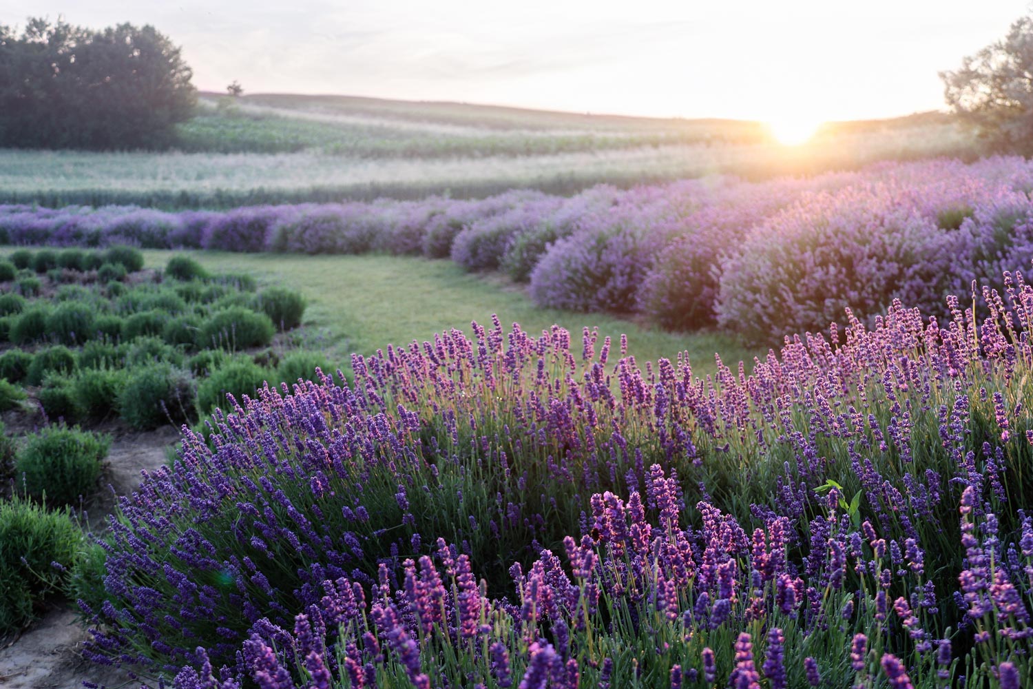 bio Lavendelspray, kissenspray mit naturreinem ätherischen Lavendelöl