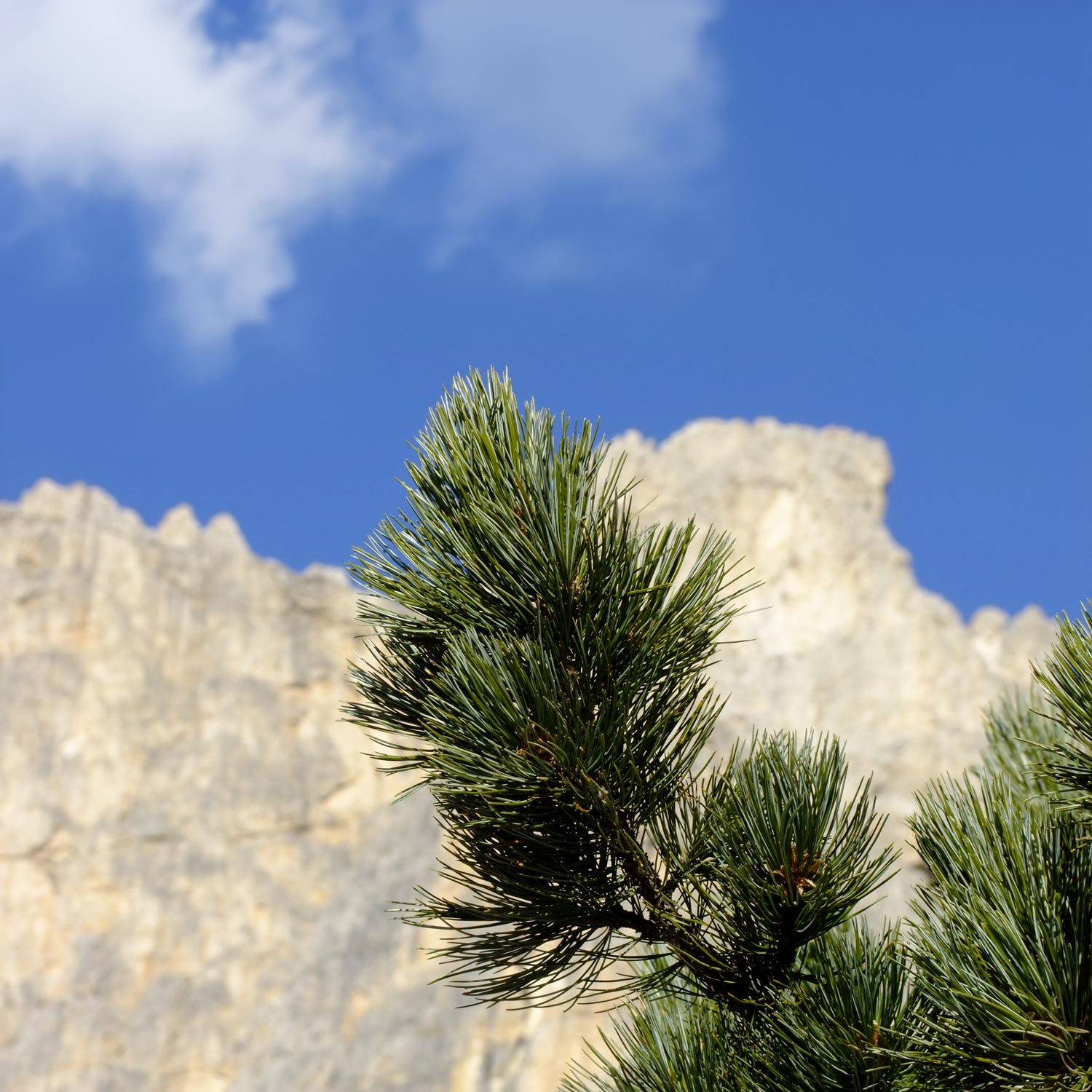 Pinus Cembra Alpes (Zirbelkiefer) Baum, für naturreines ätherisches Bio Zirbenöl