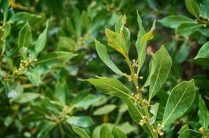 Bio Lorbeeröl (Laurus Nobilis)