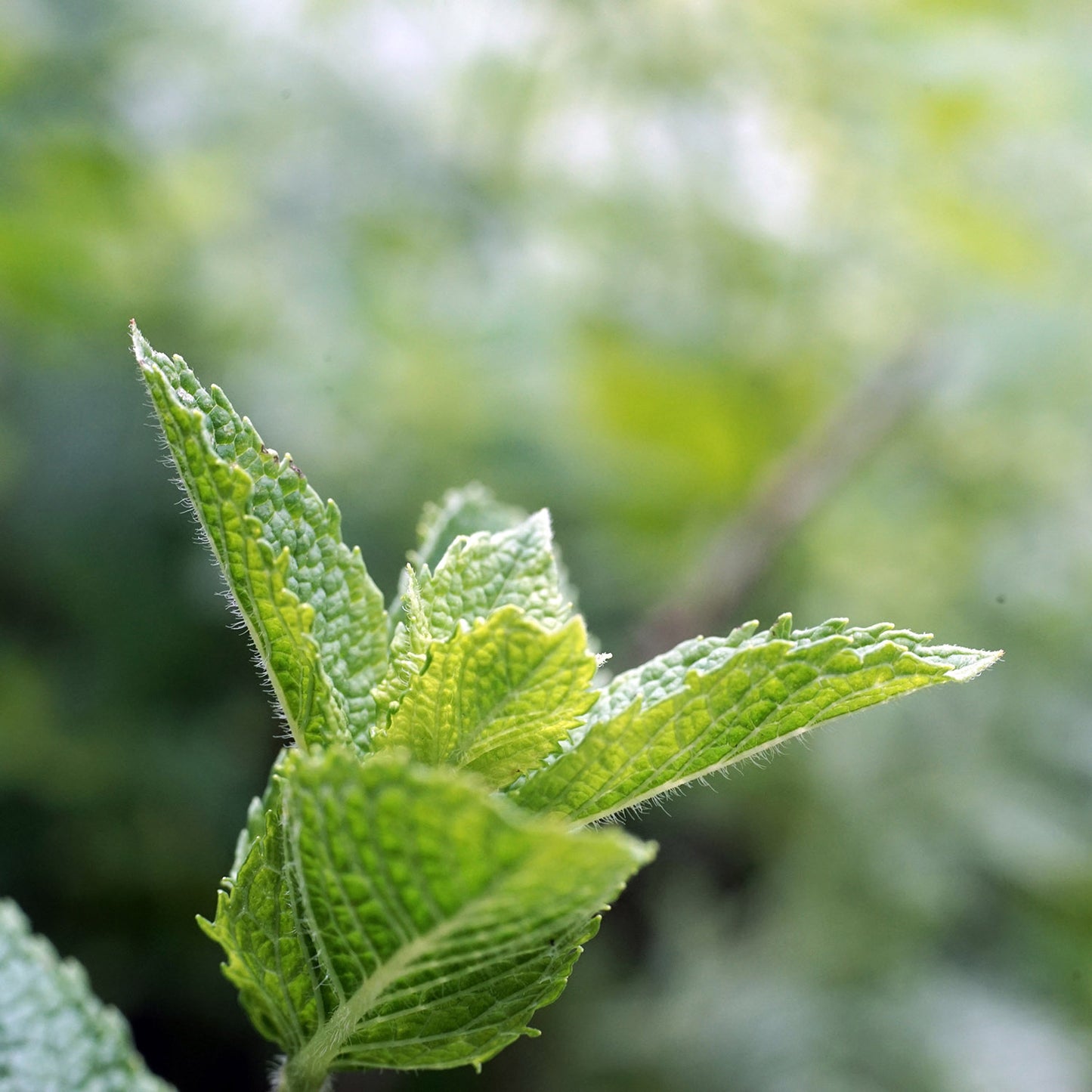 Bio Pfefferminzöl (Mentha Piperita)