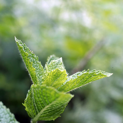 Bio Pfefferminzöl (Mentha Piperita)