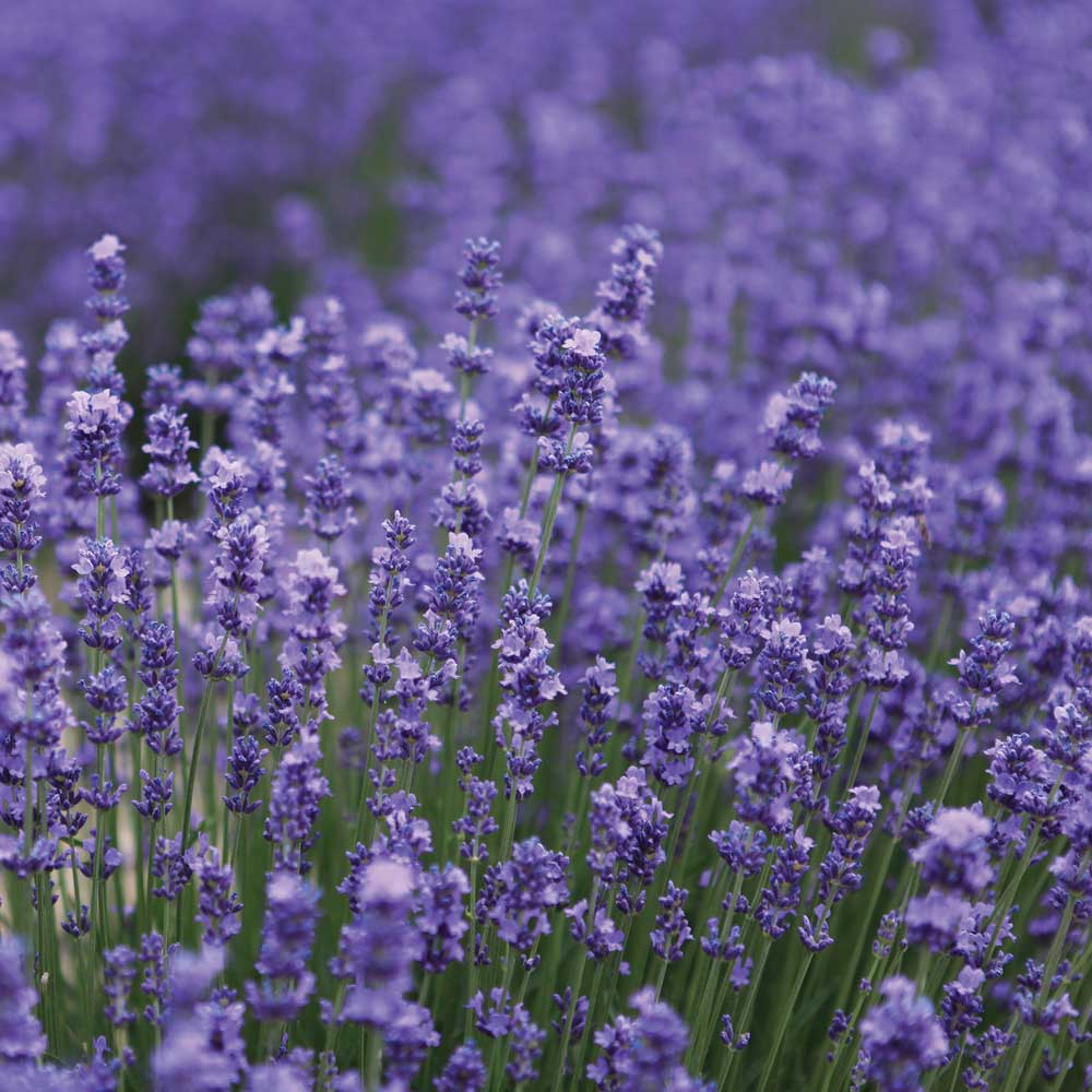 bio Lavendelspray, kissenspray mit naturreinem ätherischen Lavendelöl