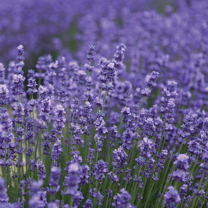 bio Lavendelspray, kissenspray mit naturreinem ätherischen Lavendelöl