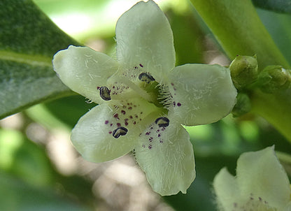 Bio Neroli-Öl (Citrus Aurantium Amara) - 10%