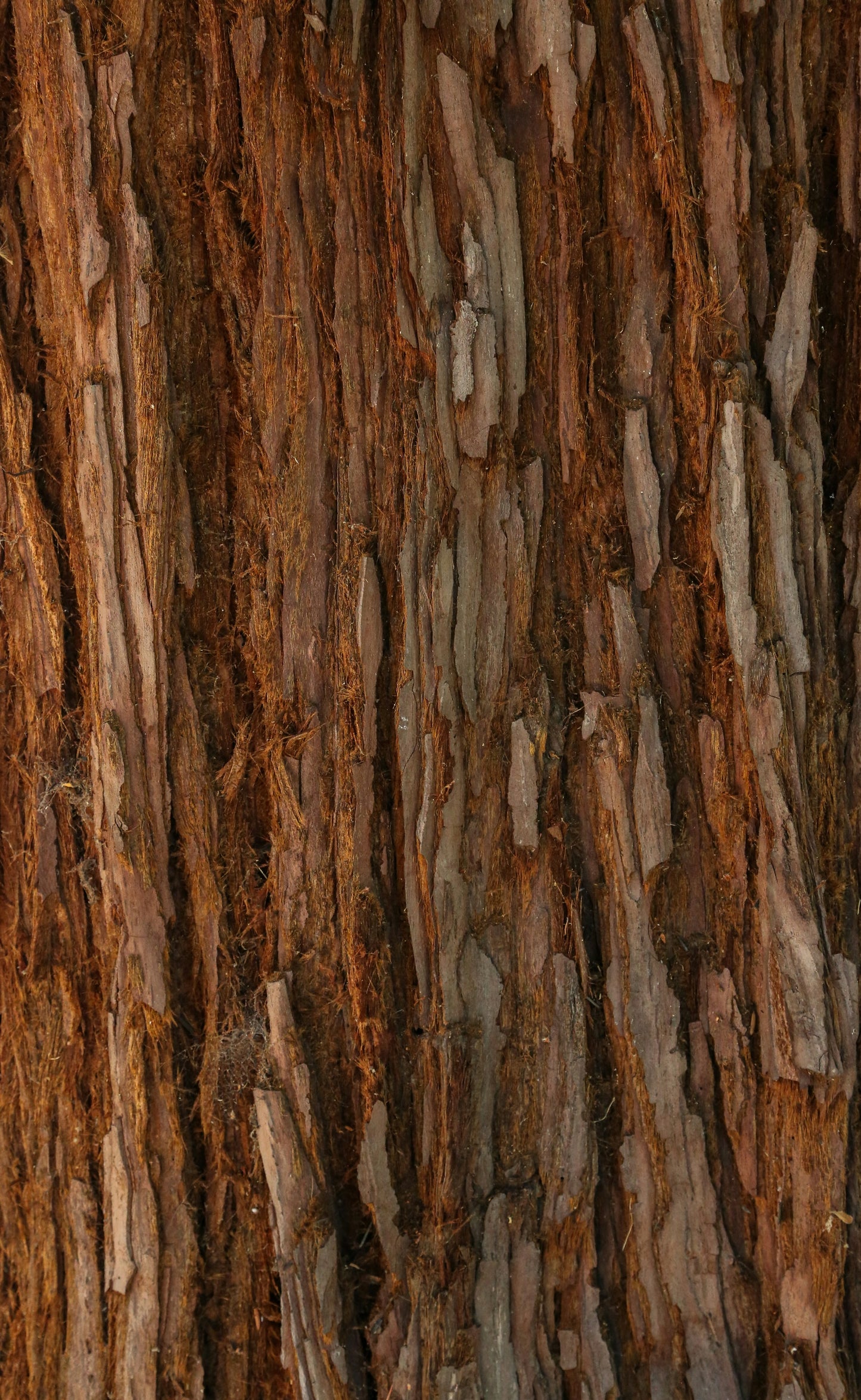 Bio Sandelholz-Öl (Santalum Spicatum) 20%