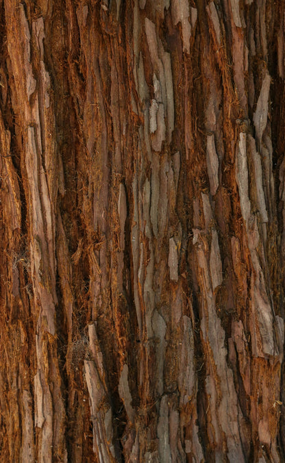 Bio Sandelholz-Öl (Santalum Spicatum) 20%