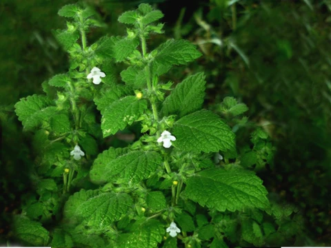 Bio Melisse, Zitronenmelisse (Melissa Officinalis L.) 30% - Bulgarische Zitronenmelisse
