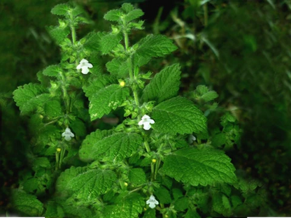 Bio Melisse, Zitronenmelisse (Melissa Officinalis L.) 30% - Bulgarische Zitronenmelisse