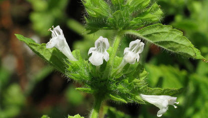 Bio Melisse, Zitronenmelisse (Melissa Officinalis L.) 30% - Bulgarische Zitronenmelisse