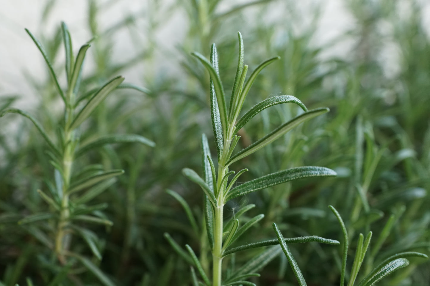 Bio Rosmarinöl (Rosmarinus Officinalis)