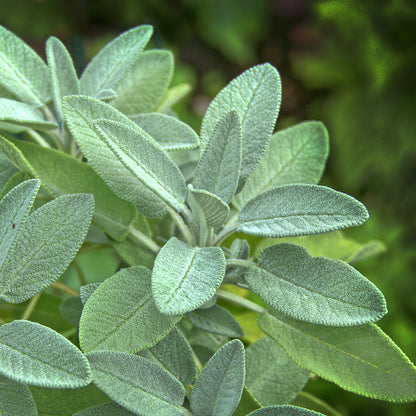 Bio Salbeiöl (Salvia Officinalis)